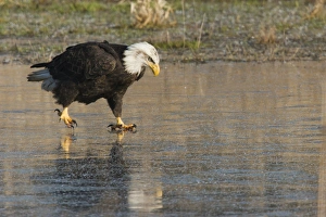 <b class=qtipBold><figcaption>Bald Eagle on Ice</figcaption></b><br><em>© Ken Archer / DanitaDelimont.com</em> Bald Eagle on Ice