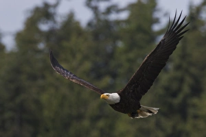 <b class=qtipBold><figcaption>Bald Eagle with Meal</figcaption></b><br><em>© Ken Archer / DanitaDelimont.com</em> Bald Eagle with Meal