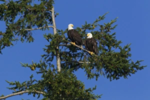 <b class=qtipBold><figcaption>Bald Eagle Pair Resting</figcaption></b><br><em>© Ken Archer / DanitaDelimont.com</em> Bald Eagle Pair Resting