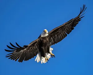 Bald eagle passing by at Augusta, Kansas Lake Bald eagle passing by at Augusta, Kansas Lake