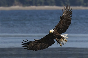 <b class=qtipBold><figcaption>Bald Eagle, Preparing to strike</figcaption></b><br><em>© Ken Archer / DanitaDelimont.com</em> Bald Eagle, Preparing to strike