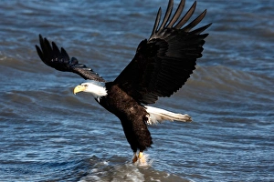 Bald Eagle snagging a fish Haliaeetus leucocephalus Homer Alaska 2006 Bald Eagle snagging a fish Haliaeetus leucocephalus Homer Alaska 2006