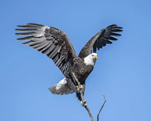 Bald Eagle trying to steady the branch it has just landed Bald Eagle trying to steady the branch it has just landed