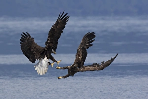<b class=qtipBold><figcaption>Bald Eagles, Dispute</figcaption></b><br><em>© Ken Archer / DanitaDelimont.com</em> Bald Eagles, Dispute
