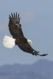 <b class=qtipBold><figcaption>Bald Eagles in Flight</figcaption></b><br><em>© Ken Archer / DanitaDelimont.com</em> Bald Eagles in Flight