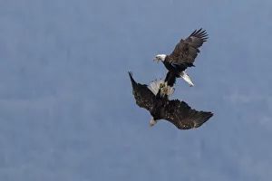 <b class=qtipBold><figcaption>Bald Eagles, in flight squabble</figcaption></b><br><em>© Ken Archer / DanitaDelimont.com</em> Bald Eagles, in flight squabble