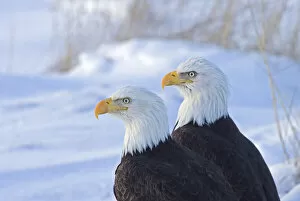 Two Bald Eagles (Haliaeetus leucocephalus), Alaska, US