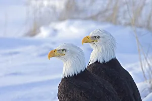 Two Bald Eagles (Haliaeetus leucocephalus), Alaska, US Two Bald Eagles (Haliaeetus leucocephalus), Alaska, US