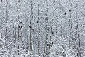 Bald Eagles perched on trees covered with snow, Haines, Alaska, USA