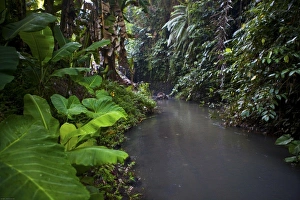 Bali, Indonesia. An illegal trash dump located in the Ubud region of Bali. Residents pull up Bali, Indonesia. An illegal trash dump located in the Ubud region of Bali. Residents pull up