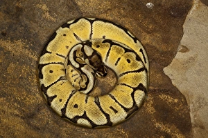 Framed Print : Ball Python Morph Print - Python regius Framed Print : Ball Python Morph Print - Python regius