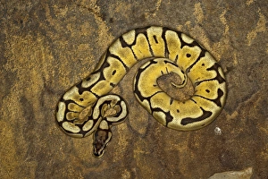 Prints of Ball Python morph (Python regius) Ball Python Prints: Ball Python Morph Print - Python regius