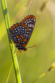 Baltimore Checkerspot butterfly, Euphydryas phaeton, in a field at Phillips Farm in Marshfield Baltimore Checkerspot butterfly, Euphydryas phaeton, in a field at Phillips Farm in Marshfield