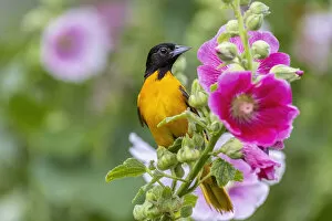 Baltimore Oriole Gallery: Baltimore oriole male on hollyhock, Marion County, Illinois