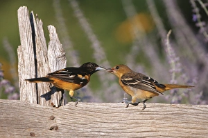 Baltimore Orioles (Icterus galbula) male feeding fledgling on fence near flower garden Baltimore Orioles (Icterus galbula) male feeding fledgling on fence near flower garden