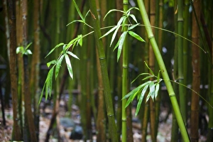 Bamboo leaves and stalks in a bamboo forest - Haleakala National Park, Maui Bamboo leaves and stalks in a bamboo forest - Haleakala National Park, Maui