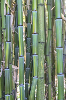 <b class=qtipBold><figcaption>Bamboo plant, USA</figcaption></b><br><em>© Lisa Engelbrecht / DanitaDelimont.com</em> Bamboo plant, USA