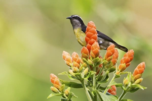 <b class=qtipBold><figcaption>Bananaquit on blooms</figcaption></b><br><em>© Ken Archer / DanitaDelimont.com</em> Bananaquit on blooms