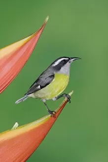 Bananaquit, Coereba flaveola, adult on Heliconia Flower, Central Valley, Costa Rica