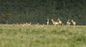 A band of Pronghorn antelope does with newborn fawns, Antilocapra americana, grasslands A band of Pronghorn antelope does with newborn fawns, Antilocapra americana, grasslands