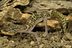 Banded Gecko, Coleonyx variegatus, walking on desert sand. SW Arizona, USA. Controlled Banded Gecko, Coleonyx variegatus, walking on desert sand. SW Arizona, USA. Controlled