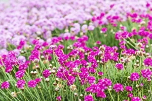 Bandon, Oregon, USA. Pink flowers in the town of Bandon, Oregon Bandon, Oregon, USA. Pink flowers in the town of Bandon, Oregon