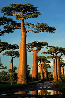 Baobab (Adansonia grandidieri), near Morondava, Madagascar