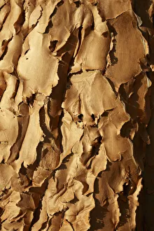Bark of Kokerboom or Quiver Tree (Aloe dichotoma), Mesosaurus Fossil Camp Bark of Kokerboom or Quiver Tree (Aloe dichotoma), Mesosaurus Fossil Camp