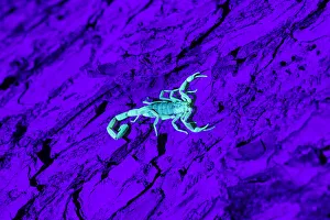 Bark Scorpion (Centruroides Vittatus) on mesquite bark Bark Scorpion (Centruroides Vittatus) on mesquite bark