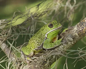 Images Dated 22nd April 2014: Barking tree frog on branch, Hyla gratiosa, Florida