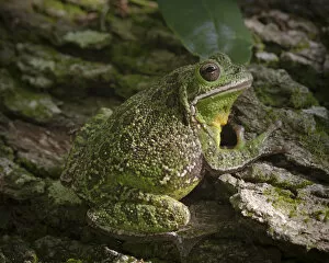 Tree Frogs Gallery: Barking tree frog on live oak tree, Hyla gratiosa, Florida