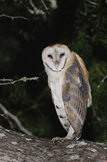 Barn Owl, Tyto alba, adult, Willacy County, Rio Grande Valley, Texas, USA, May Barn Owl, Tyto alba, adult, Willacy County, Rio Grande Valley, Texas, USA, May
