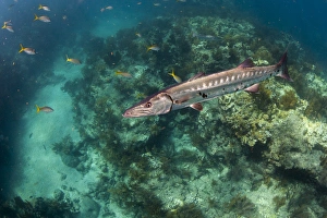 A barracuda swims close to the camera with coral reef and tropical fish in the background A barracuda swims close to the camera with coral reef and tropical fish in the background
