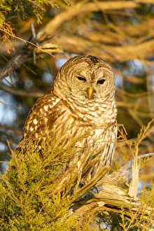 Barred owl in red cedar tree, Marion County, Illinois Barred owl in red cedar tree, Marion County, Illinois