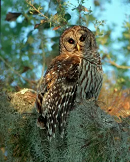 Wood Land Collection: Barred Owl roosting