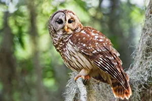 Bird Of Prey Gallery: Barred Owl (Strix