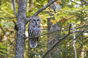 Barred Owl (Strix varia) in fall, Alger County, MI Barred Owl (Strix varia) in fall, Alger County, MI