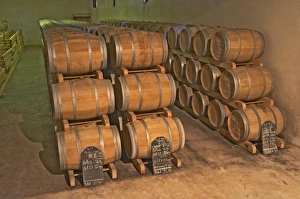 The barrel aging cellar, full of barriques - Chateau Belgrave, Haut-Medoc, Grand The barrel aging cellar, full of barriques - Chateau Belgrave, Haut-Medoc, Grand