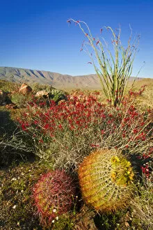 Images Dated 1st April 2011: Barrel cactus, chuparosa, and ocotillo in Plum Canyon, Anza-Borrego Desert State Park