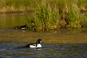 Barrows Goldeneye (Bucephala islandica) Grand Teton National Park Wyoming. USA Barrows Goldeneye (Bucephala islandica) Grand Teton National Park Wyoming. USA
