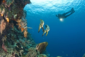 batfish and scuba divers at Tukang Besi Marine Preserve, pristine reefs near Wakatobi Diver Resort batfish and scuba divers at Tukang Besi Marine Preserve, pristine reefs near Wakatobi Diver Resort