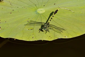 Bayon Clubtail dragonfly (Arigomphus maxwelli) resting on water lily pad in Caddo Lake Bayon Clubtail dragonfly (Arigomphus maxwelli) resting on water lily pad in Caddo Lake
