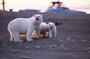BE-1488 Polar Bear (Ursus maritimus) sow and two cubs have fed on recently harvested BE-1488 Polar Bear (Ursus maritimus) sow and two cubs have fed on recently harvested