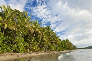 Beach, Cape Tribulation, Daintree National Park, Queensland, Australia Beach, Cape Tribulation, Daintree National Park, Queensland, Australia