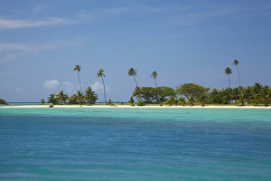 Beach and palm trees by Musket Cove Island Resort, Malolo Lailai Island, Mamanuca Islands Beach and palm trees by Musket Cove Island Resort, Malolo Lailai Island, Mamanuca Islands