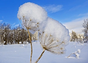 Bear grass stalks covered in fresh snowfall at Marias Pass in Glacier National Park Bear grass stalks covered in fresh snowfall at Marias Pass in Glacier National Park