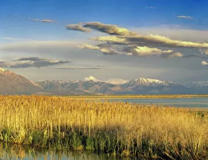 Utah Gallery: Bear River NWR is important for migrating birds; Brigham City; Utah