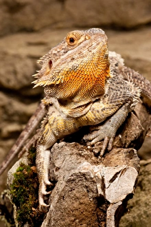 Bearded Dragon, Pogona vitticeps, Native to Australia Bearded Dragon, Pogona vitticeps, Native to Australia
