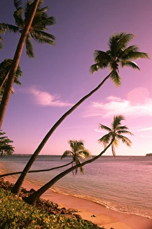 Beautiful Beach and Palms Nadi Bay Area in the Fiji Islands Beautiful Beach and Palms Nadi Bay Area in the Fiji Islands