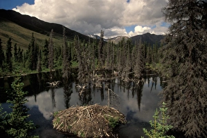 beaver lodge off the Dempster highway, Yukon, Canada beaver lodge off the Dempster highway, Yukon, Canada